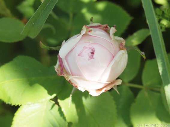'Comtesse de Barbantane' rose photo