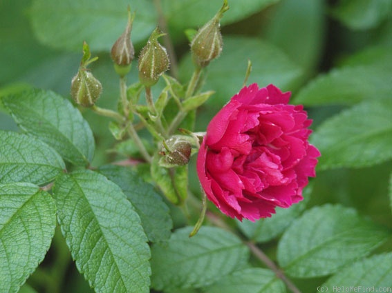 'Grootendorst' rose photo