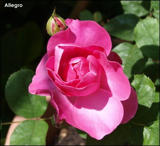 'Allegro ® (climber, Meilland, 2010)' rose photo