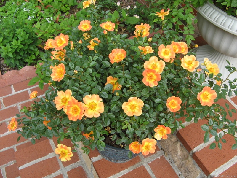 'Paprika (shrub, Warner, 1991)' rose photo