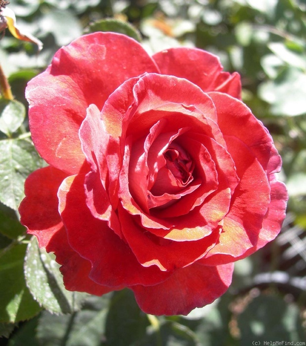'Victoriana' rose photo