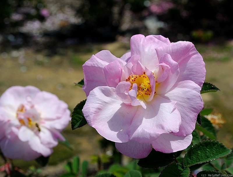 'Adeline (Moss)' rose photo