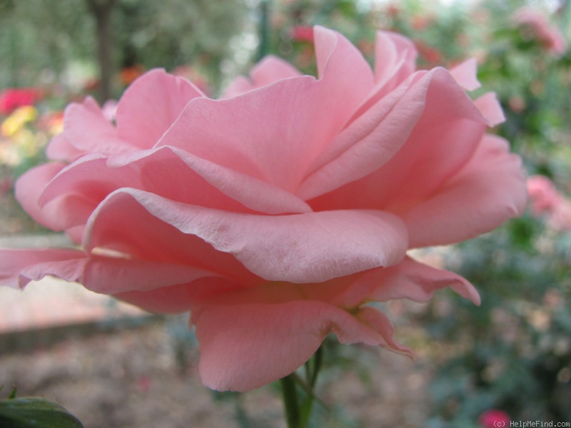 'Ninfea' rose photo