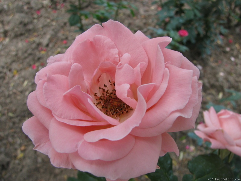 'Ninfea' rose photo