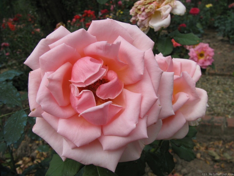 'Principesse delle Rose' rose photo