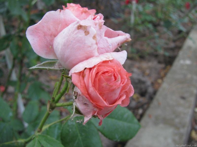 'Aprutina' rose photo