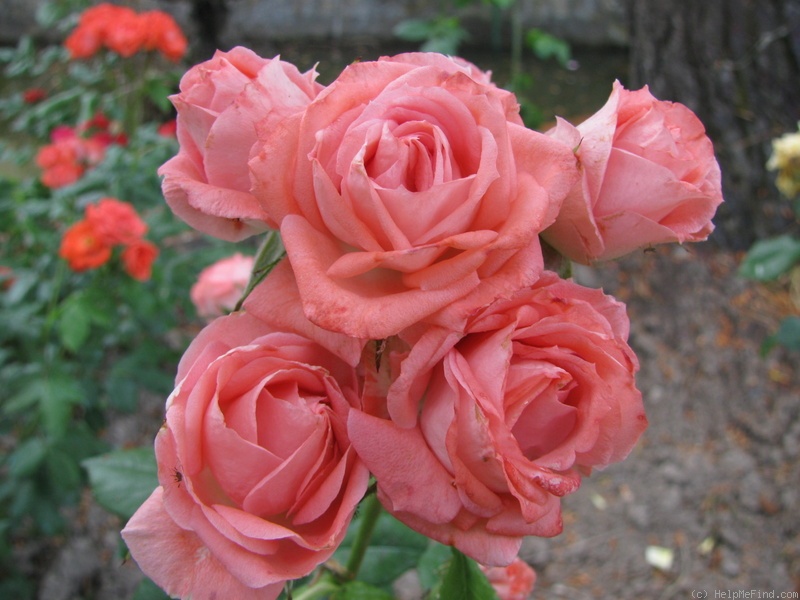 'Aprutina' rose photo