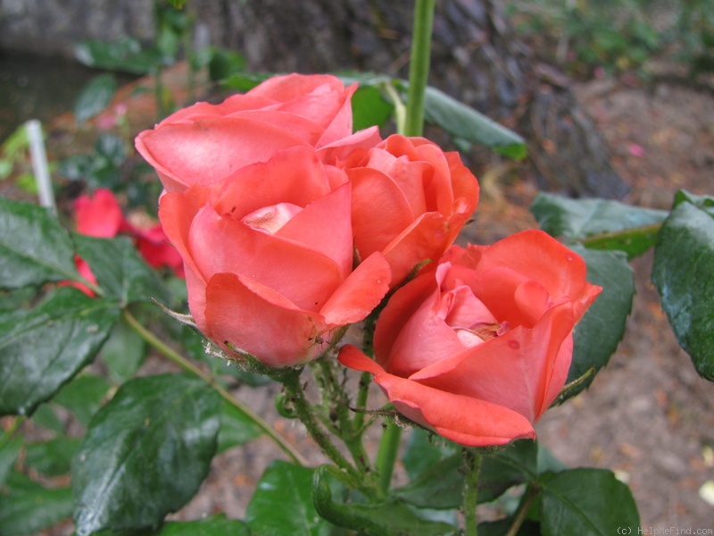 'Birichina (Floribunda, Unknown, Before 2000)' rose photo