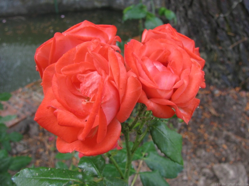 'Birichina (Floribunda, Unknown, Before 2000)' rose photo