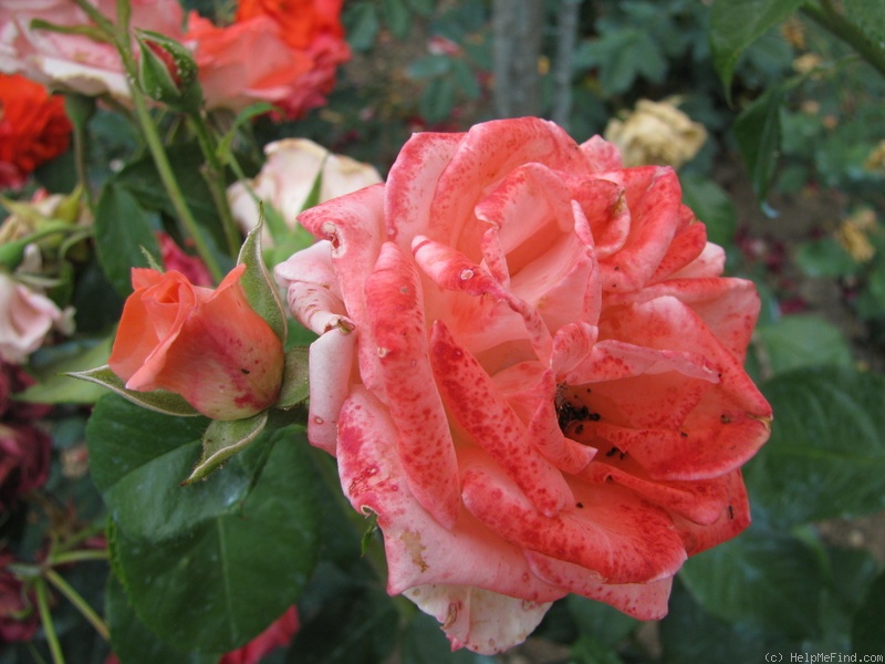 'Ilaria' rose photo