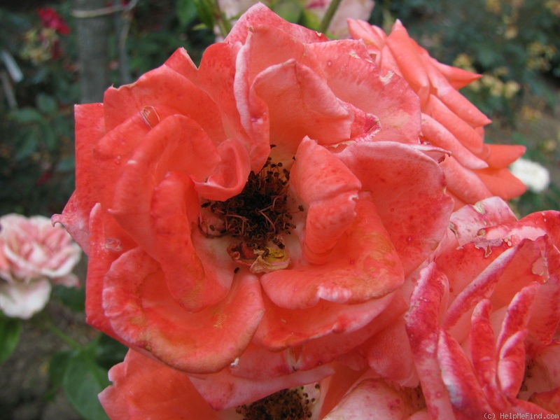'Ilaria' rose photo