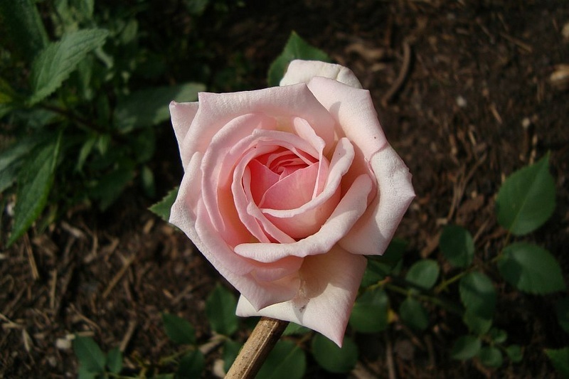 'Duchesse de la Mothe-Houdancourt' rose photo