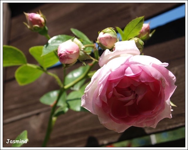 'Jasmina ™ (LCl, Kordes, 1996)' rose photo
