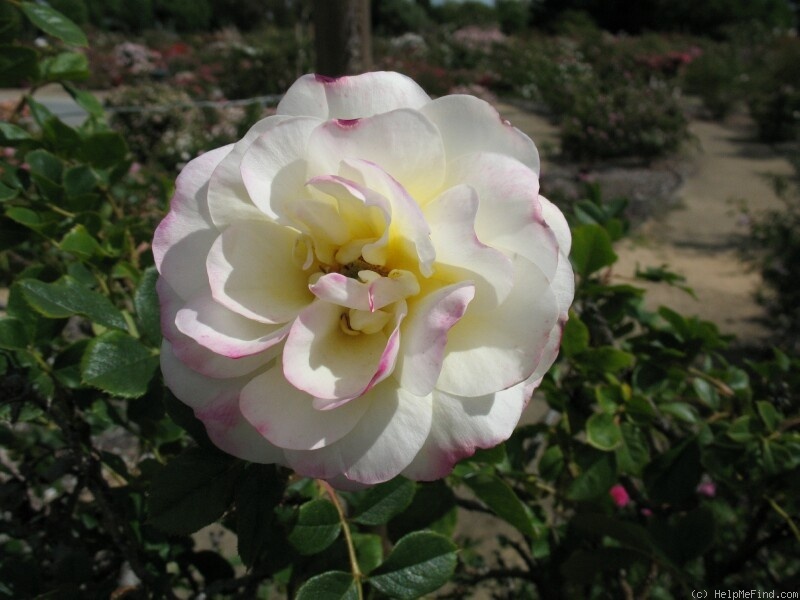 'Fakir's Delight' rose photo