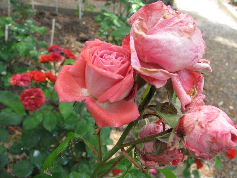 'Tottie' rose photo