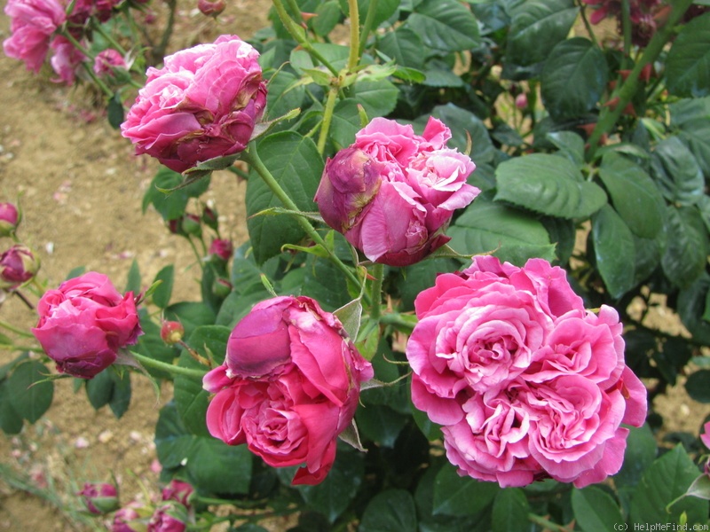 'Madame Jeannine Joubert' rose photo