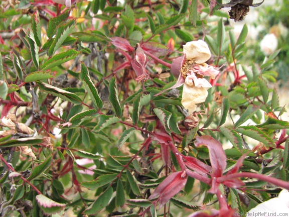 'Cahto Maid' rose photo