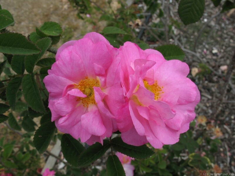 'Adeline (Moss)' rose photo