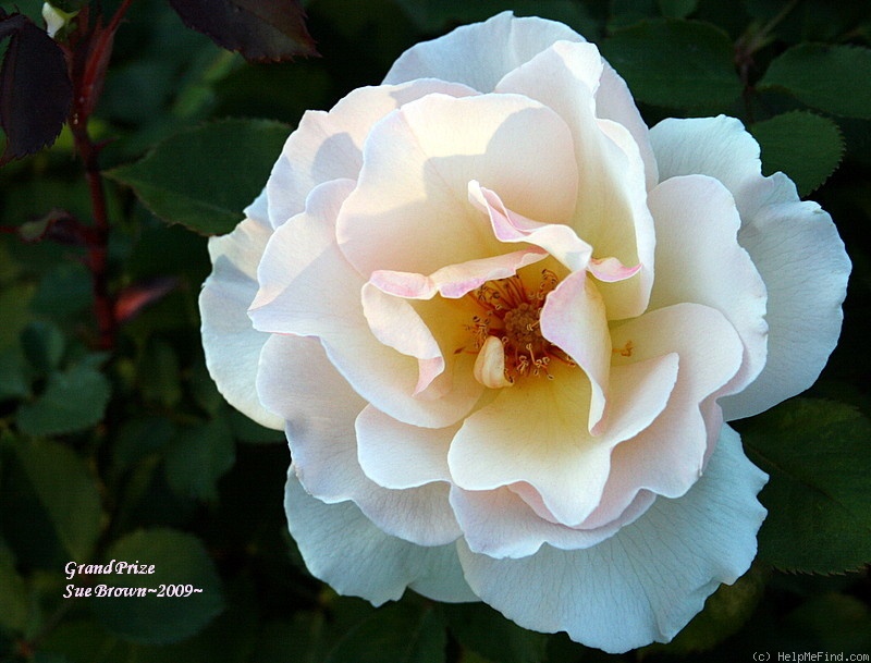 'Grand Prize ™ (floribunda, Zary 2005)' rose photo