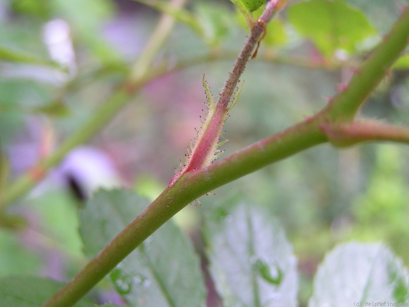 'Ghislaine de Féligonde' rose photo