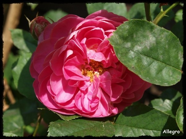 'Allegro ® (climber, Meilland, 2010)' rose photo