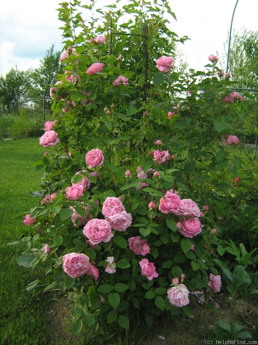 'Mary Rose ®' rose photo