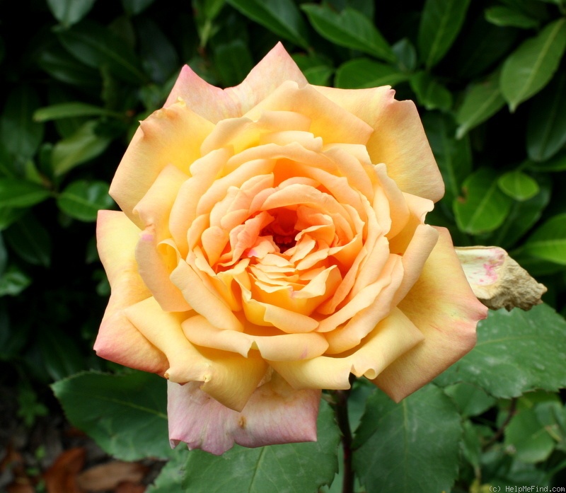 'Antonelliana' rose photo