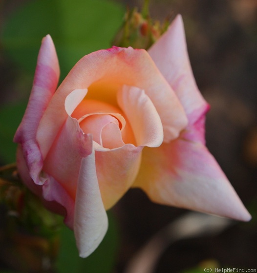 'Frau Dr. Hooftmann' rose photo