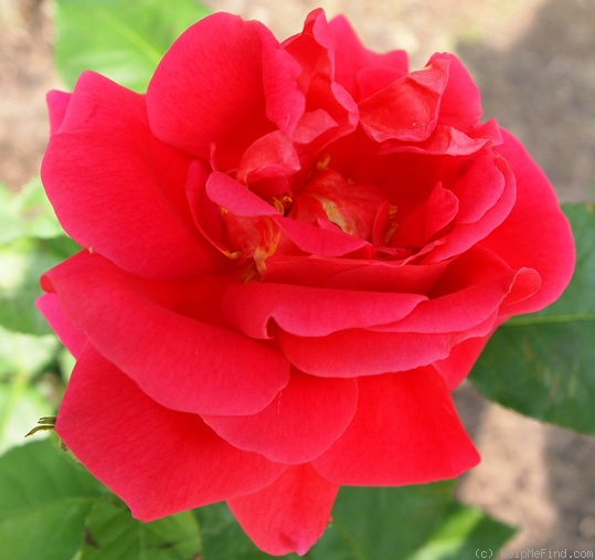 'Hector Deane' rose photo