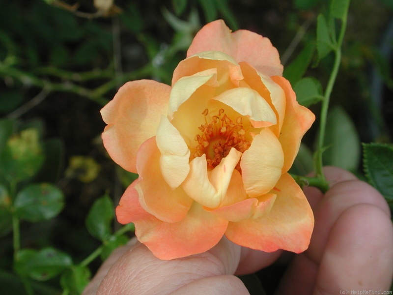 '1-72-1rugeldafly' rose photo