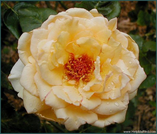 'Sweet Honey ® (hybrid tea, Kordes, 1997)' rose photo