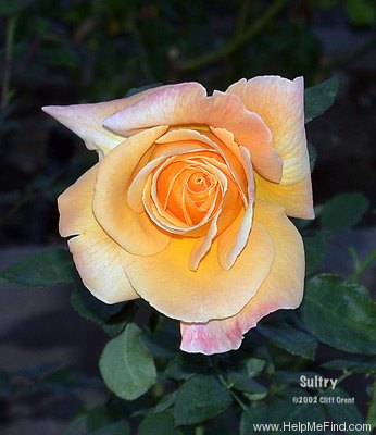 'Sultry ™' rose photo