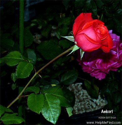 'Ankori (hybrid tea, Kordes, 1980)' rose photo