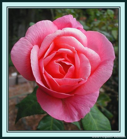 'Lorraine Lee' rose photo