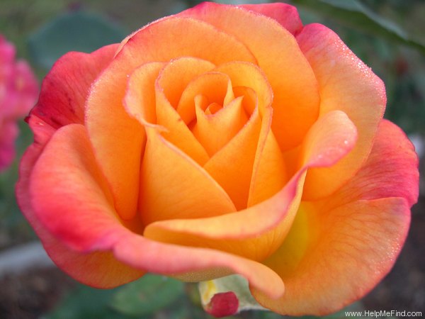 'Rio Samba ™' rose photo