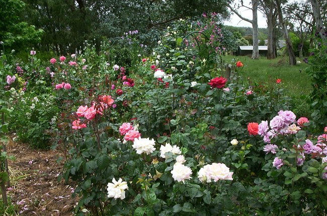 'Lyn's Rose Garden'  photo