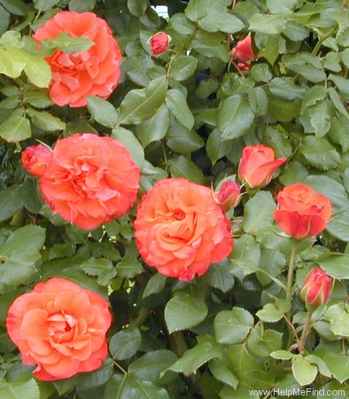 'Rusticana ® (floribunda, Meilland, 1972)' rose photo