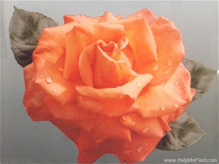 'Close Up (hybrid tea, McGredy, 1992)' rose photo