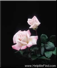 'Silverado (hybrid tea, Christensen, 1987)' rose photo