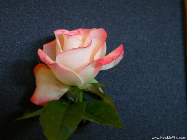 'Arcanum' rose photo