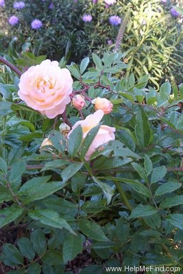 'Ghislaine de Féligonde' rose photo