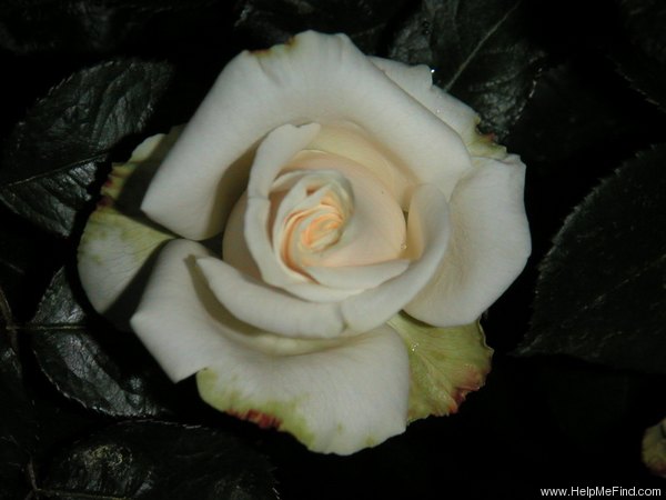 'Vendela ®' rose photo