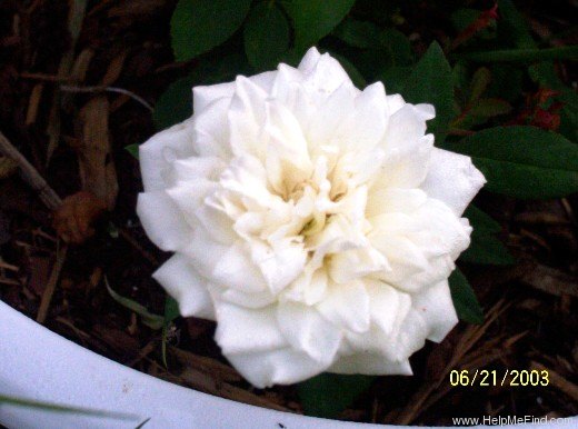 'Ducher' rose photo