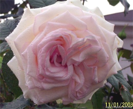 'Moonstone ™ (Hybrid Tea, Carruth 1998)' rose photo