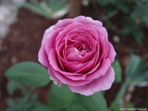 'Balkan Star' rose, click to enlarge 'Balkan Star' rose photo