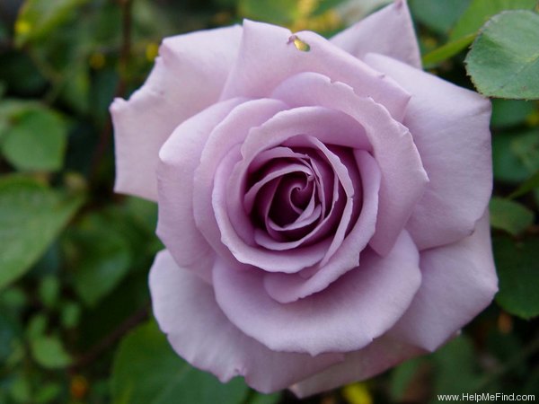 'Blue Violet' rose photo