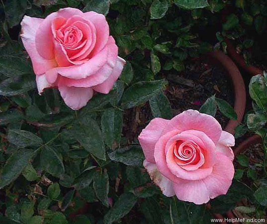 'Caramel Sunset' rose photo