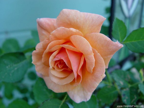 'Joey's Palace' rose photo