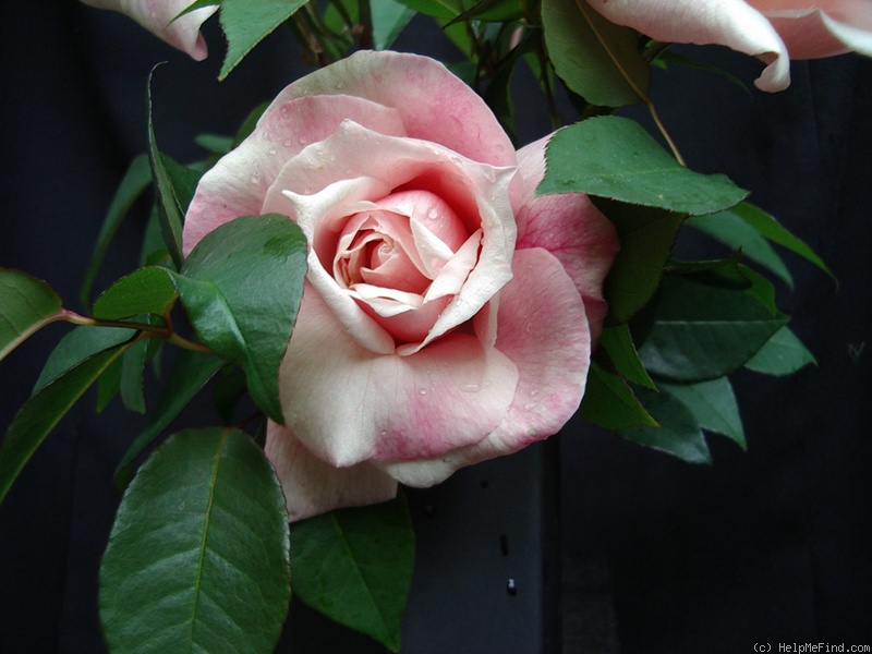 'Courier' rose photo