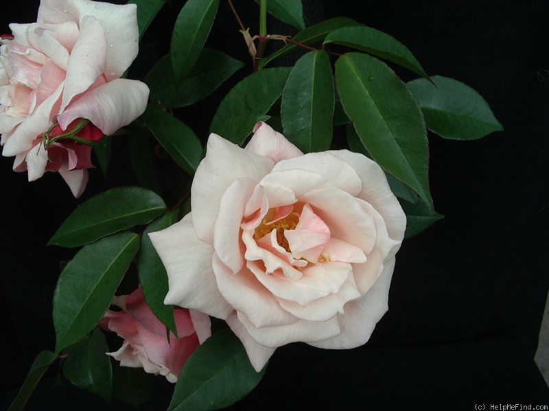 'Courier' rose photo